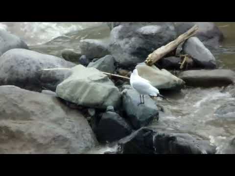 #AndeanGull San Carlos El Chaco Napo Ecuador_Diego Piñán_24 Oct 2026