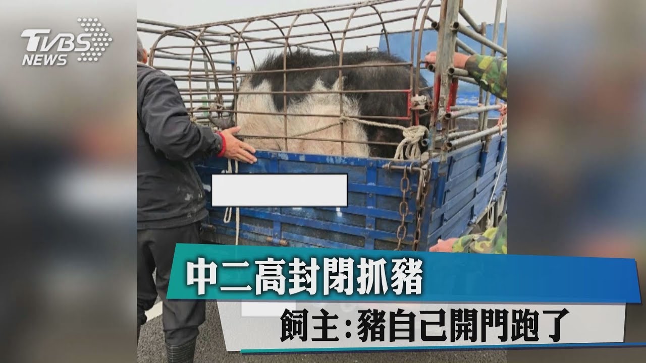 中二高封閉抓豬　飼主：豬自己開門跑了
