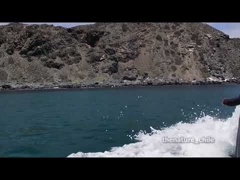 Chañaral de Aceituno Atacama Chile 6