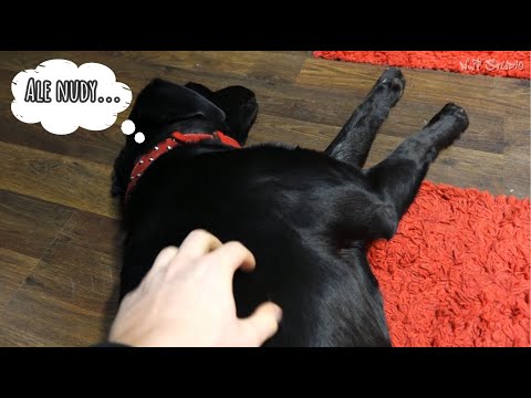 JEDZIEMY DO IP STUDIO - Zapowiedź Znachora !!!