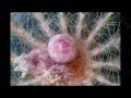 My Cactus Blooms 2nd edition. Music by Trey Gunn - Good Friends Do - 1985