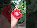 I like rose  |  terrace garden | rose buds | blooming rose | #rose #gardening #plants