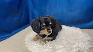 ハーフ犬の動画01