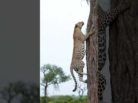 Leopard's Unbelievable Tree Climb!