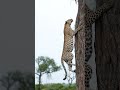 Leopard's Unbelievable Tree Climb!