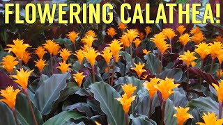 Calathea Crocata Tassmania Care Guide and Species Spotlight ~ Eternal Flame