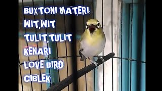 Download lagu PLECI BUXTONI isian witwit, tulit-tulit, kenari, lovebird, ciblek. mp3