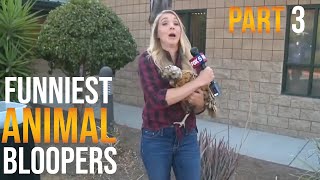 Funniest Animal Bloopers on Live TV Part 3