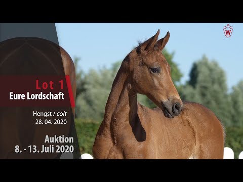 Online Auktion 9. - 13. Juli: Lot 1 Eure Lordschaft Hengst v. Escamillo - Ampere