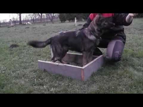 Eschly z Gargamellu obedience 5 months