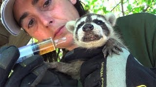Raccoon Baby Rescue, Rehydration, and Reunion