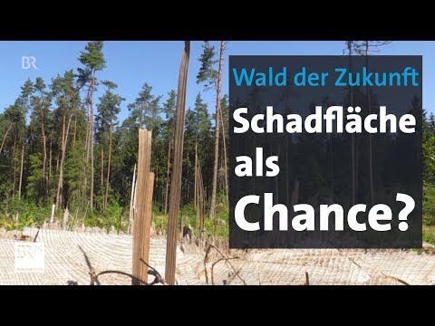Zukunftswald: Zuschüsse für den Privatwald | Abendschau | BR24