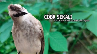 Download lagu Trucukan GACOR ngalas ROPEL PANJANG suara alam AMPUH buat pancingan jadikan trucuk Gacor GARUDA mp3