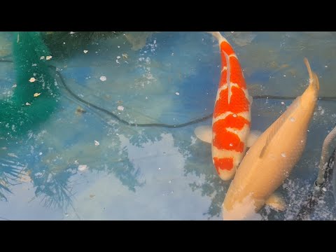Koi Breeding 2020 - 30/12 Karashigoi X Kohaku EP1