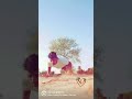 Run Short Status Comedy Tiktok