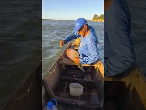 Temporada de pesca esportiva no rio São Francisco, Xique-Xique, Bahia, Brasil.