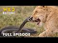 World S Deadliest Snakes FULL EPISODE A Brutal Fight For Survival Animal Documentary