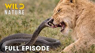 Download lagu World’s Deadliest Snakes (FULL EPISODE) | A Brutal Fight for Survival | Animal documentary mp3 Download lagu World’s Deadliest Snakes (FULL EPISODE) | A Brutal Fight for Survival | Animal documentary mp3