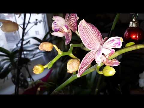 , title : 'Ofilirea bobocilor la orhidee'