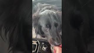 Video preview image #1 Border Collie-Unknown Mix Puppy For Sale in Valrico, FL, USA