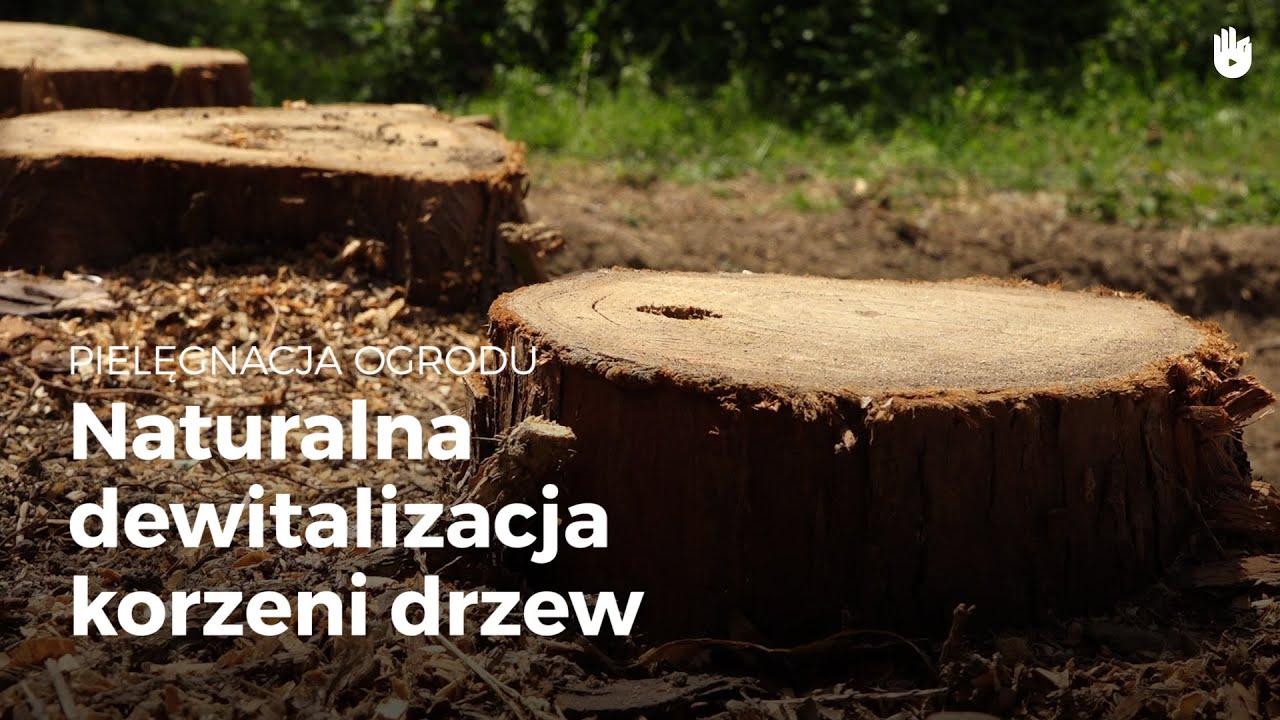 Pielegnacja Ogrodu - Naturalna dewitalizacja korzeni drzew