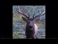 Weird rain deer scream