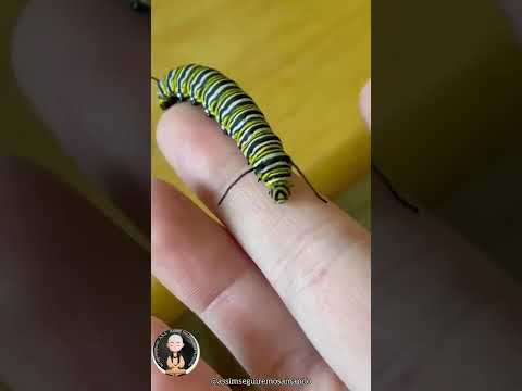 O incrível ciclo de vida de uma borboleta monarca⠀