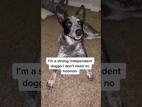 Never alone: shadow doggos #clingypet #cattledog #fok #blueheeler