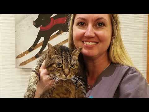 20 Years Delivering Love & Life: Furkids Atlanta