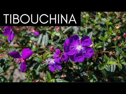 Tibouchina (Princess Flower)