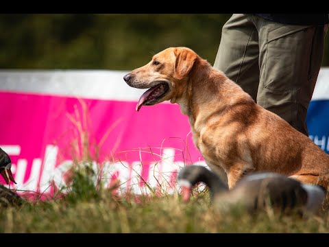 SUPER RETRIEVER SERIES CROWN CHAMPIONSHIP, Shreveport, LA OPEN Division Part 2