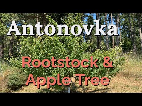 Antonovka Rootstock and Tree
