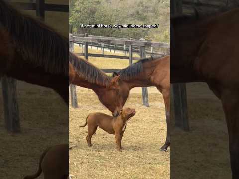 The dog and his farm friends! #friendship #farm #animals #dogfriends #cuteanimals #farmlife