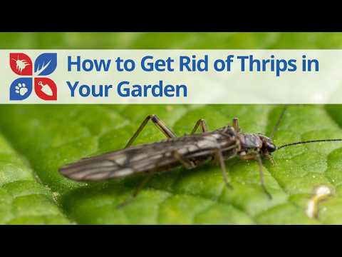  How to Get Rid of Thrips - Garden Pest Tips Video 