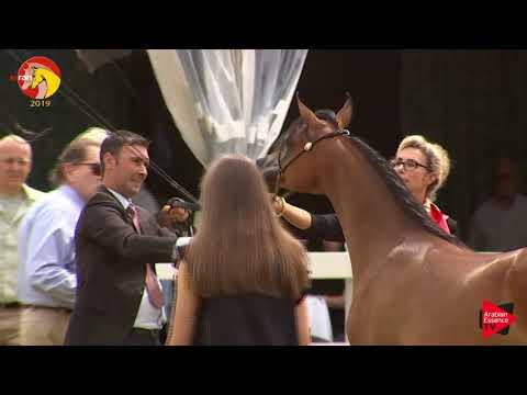 N.10 MELANIA KA - ELRAN CUP 2019 - Yearling Fillies (Class 3)