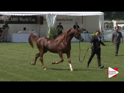 Chantilly 2016 AHO World Cup - CLASS 9