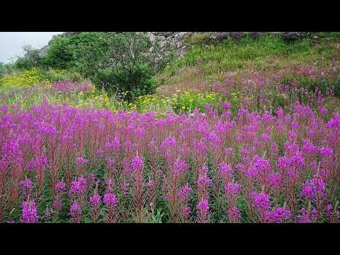 Natanael Berg: Symphony No.2 "Årstiderna (Four Seasons)" (1916)