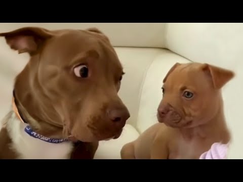 Qui est cette personne ? | Vidéos les plus drôles avec des chiens pitbull