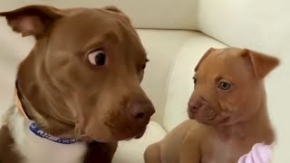 Miniature vidéo
