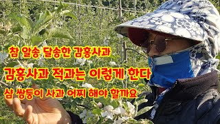 감홍 사과 적과 어찌해야 할까요  [사과재배]