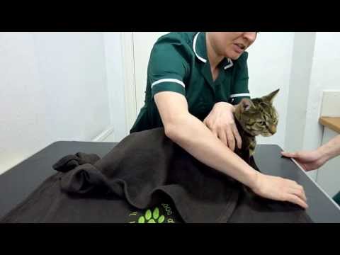 How to restrain your cat safely
