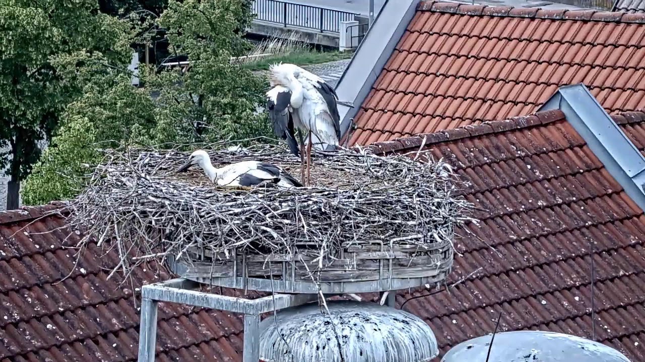 Live webcam view of Nido de cigüeñas blancas en el tejado