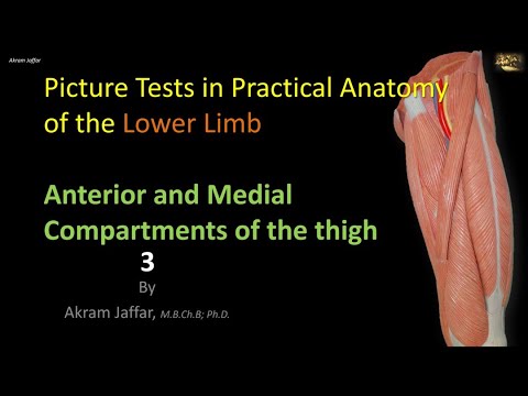 Picture Tests in Anatomy   Lower Limb   Thigh Anterior 3