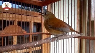 Download lagu Pancingan Cingcoang coklat Nyuling di Sore hari mp3 Download lagu Pancingan Cingcoang coklat Nyuling di Sore hari mp3