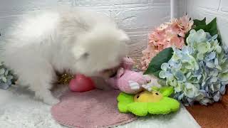 ポメラニアンの動画01