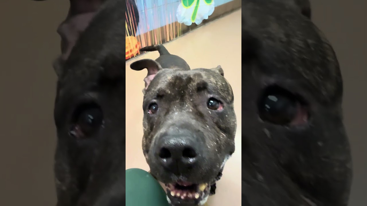 Enlarge Trout, a ADOPTABLE Pit Bull Terrier in Chicago, IL video 5/5