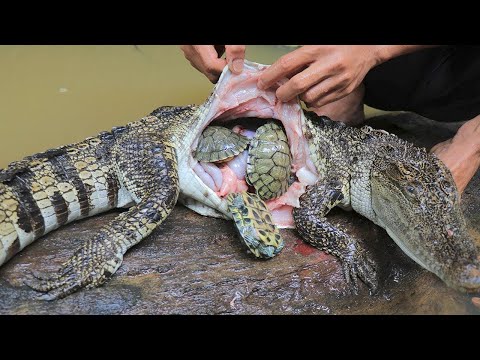 10 Unbelievable Things Found Inside Animals