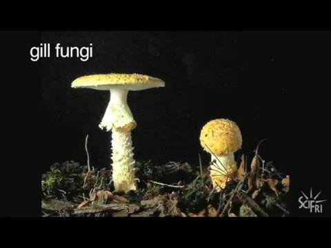 Stalking the Wild Mushroom