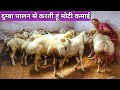 घर की छत पर Dumba Palan Dumba Goat Farm Turkey Dumba Farming