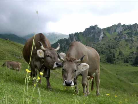 Ewigi Liebi - Jodlerklub Wiesenberg